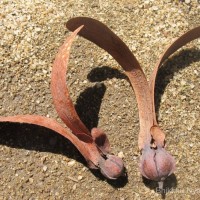 Dipterocarpus zeylanicus Thwaites